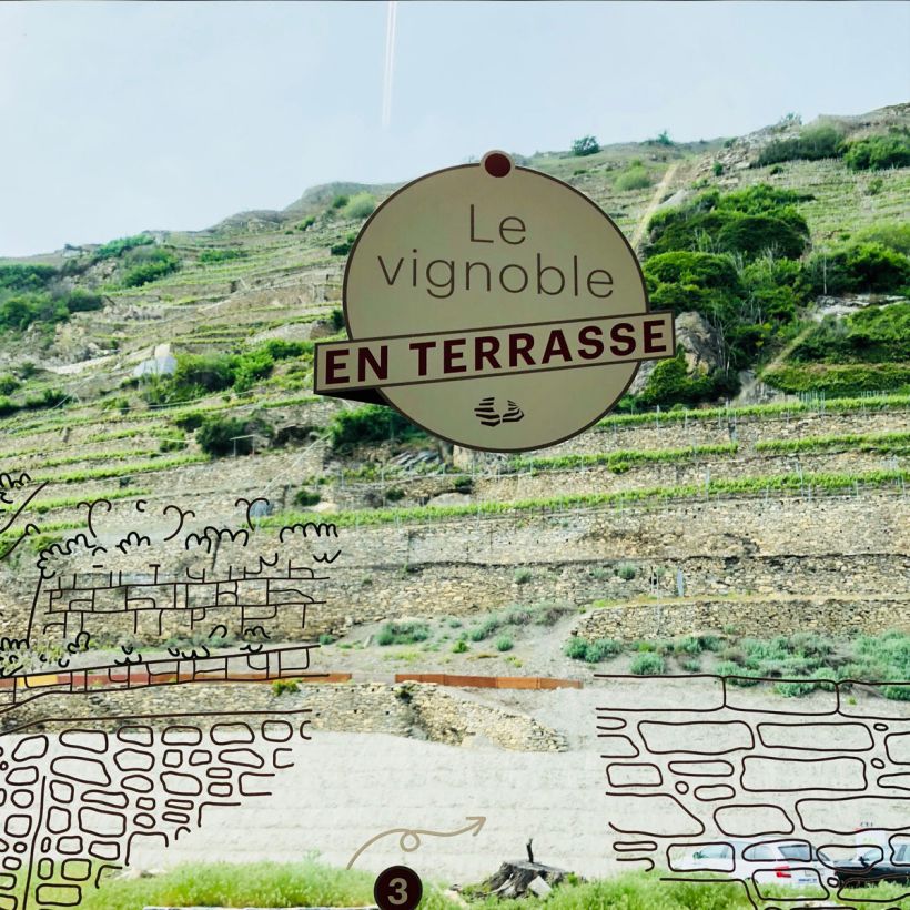 Vignoble en terrasse des Celliers de Sion